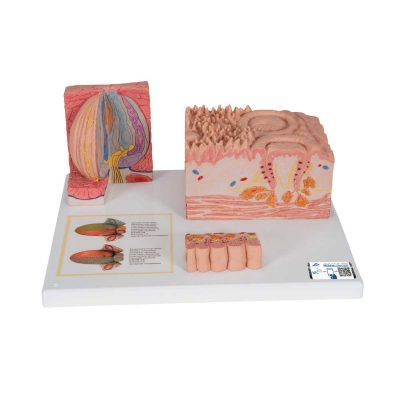 3B MICROanatomy™ Human Tongue Model - 3B Smart Anatomy