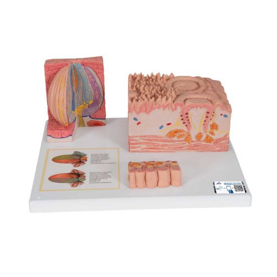 3B MICROanatomy™ Human Tongue Model - 3B Smart Anatomy