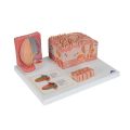 3B MICROanatomy™ Human Tongue Model - 3B Smart Anatomy..