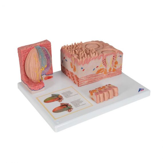 3B MICROanatomy™ Human Tongue Model - 3B Smart Anatomy..