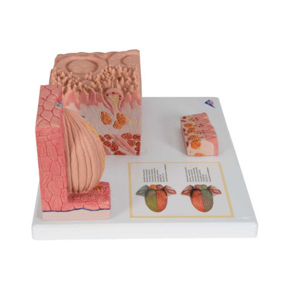 3B MICROanatomy™ Human Tongue Model - 3B Smart Anatomy....