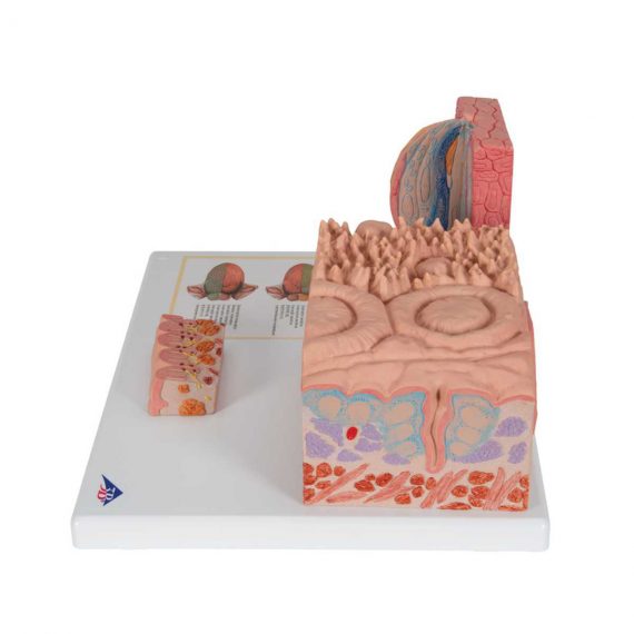 3B MICROanatomy™ Human Tongue Model - 3B Smart Anatomy......