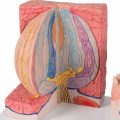 3B MICROanatomy™ Human Tongue Model - 3B Smart Anatomy........