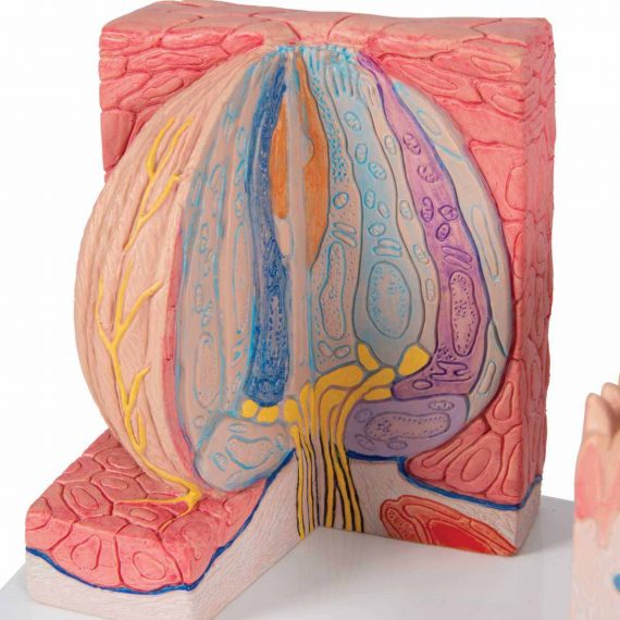 3B MICROanatomy™ Human Tongue Model - 3B Smart Anatomy........