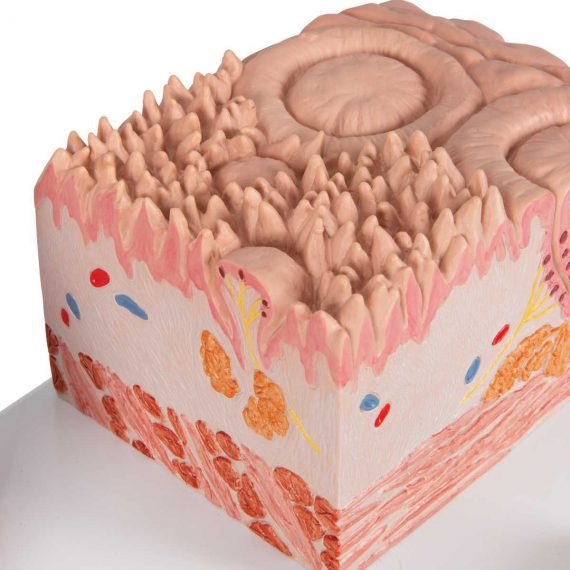 3B MICROanatomy™ Human Tongue Model - 3B Smart Anatomy..........