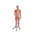 3_4 Life-Size Dual Sex Human Muscle Model on Metal Stand, 45-part - 3B Smart Anatomy