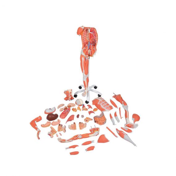 3_4 Life-Size Dual Sex Human Muscle Model on Metal Stand, 45-part - 3B Smart Anatomy....