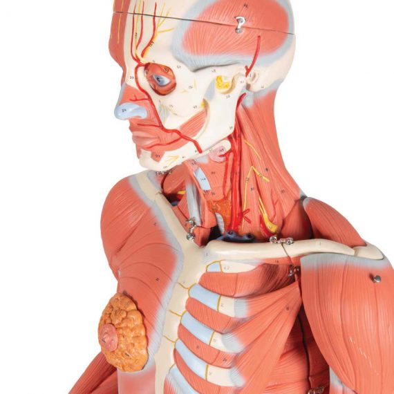 3_4 Life-Size Dual Sex Human Muscle Model on Metal Stand, 45-part - 3B Smart Anatomy......