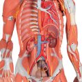 3_4 Life-Size Dual Sex Human Muscle Model on Metal Stand, 45-part - 3B Smart Anatomy........