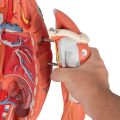 3_4 Life-Size Dual Sex Human Muscle Model on Metal Stand, 45-part - 3B Smart Anatomy..........