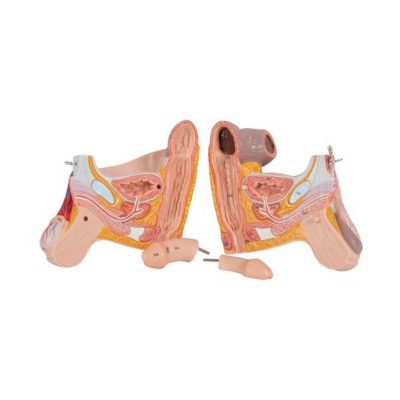 3_4 Life-Size Dual Sex Human Muscle Model on Metal Stand, 45-part - 3B Smart Anatomy............