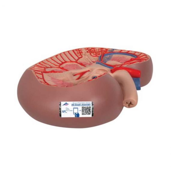 Basic Kidney Section Model, 3 times Full-Size - 3B Smart Anatomy..