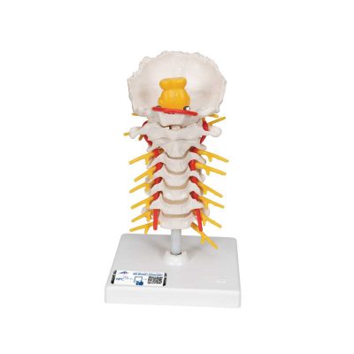 Cervical Human Spinal Column Model - 3B Smart Anatomy