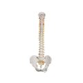 Classic Flexible Human Spine Model - 3B Smart Anatomy