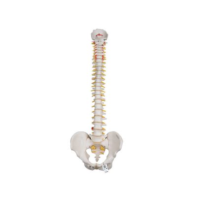 Classic Flexible Human Spine Model - 3B Smart Anatomy