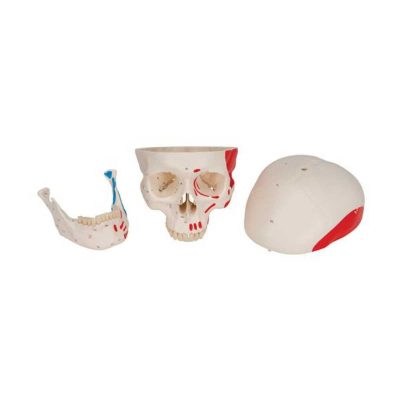 Classic Human Skull Model painted, 3 part - 3B Smart Anatomy..........