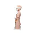 Classic Unisex Human Torso Model, 12 part - 3B Smart Anatomy..
