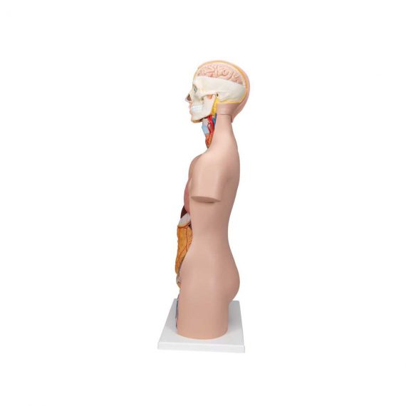 Classic Unisex Human Torso Model, 12 part - 3B Smart Anatomy..