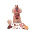 Classic Unisex Human Torso Model, 12 part - 3B Smart Anatomy....