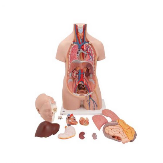 Classic Unisex Human Torso Model, 12 part - 3B Smart Anatomy....