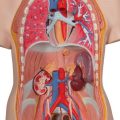 Classic Unisex Human Torso Model, 12 part - 3B Smart Anatomy......