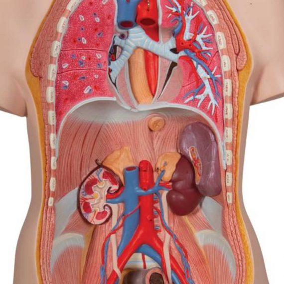 Classic Unisex Human Torso Model, 12 part - 3B Smart Anatomy......