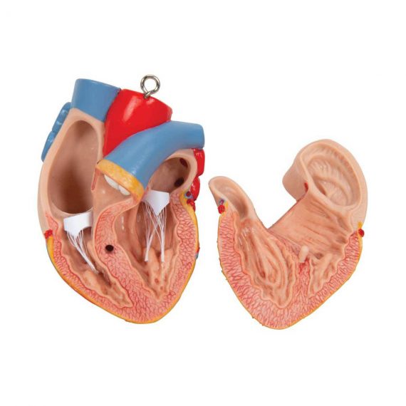 Classic Unisex Human Torso Model, 12 part - 3B Smart Anatomy..........