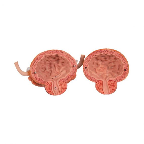 Dual Sex Urinary System Model, 6 part - 3B Smart Anatomy....