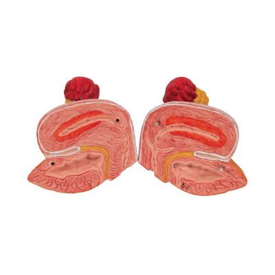 Dual Sex Urinary System Model, 6 part - 3B Smart Anatomy......
