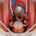 Dual Sex Urinary System Model, 6 part - 3B Smart Anatomy........