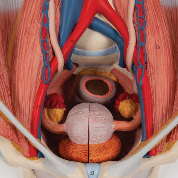 Dual Sex Urinary System Model, 6 part - 3B Smart Anatomy........