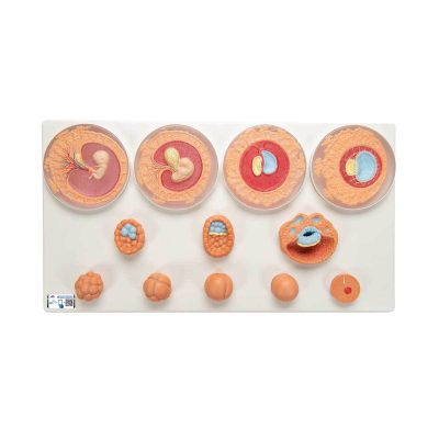 Embryonic Development Model in 12 Stages - 3B Smart Anatomy