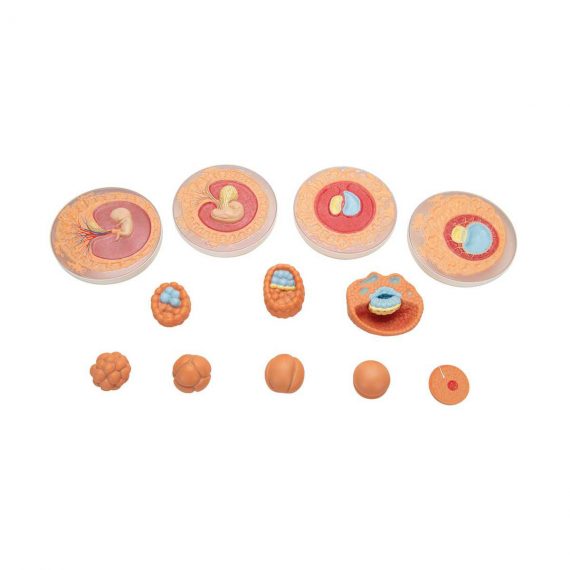Embryonic Development Model in 12 Stages - 3B Smart Anatomy..