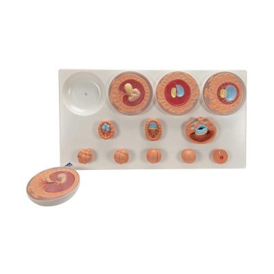 Embryonic Development Model in 12 Stages - 3B Smart Anatomy....