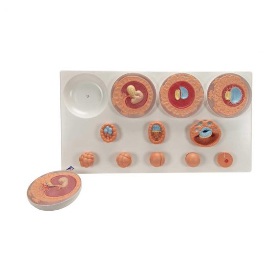 Embryonic Development Model in 12 Stages - 3B Smart Anatomy....