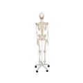 Flexible Human Skeleton Model Fred - 3B Smart Anatomy..