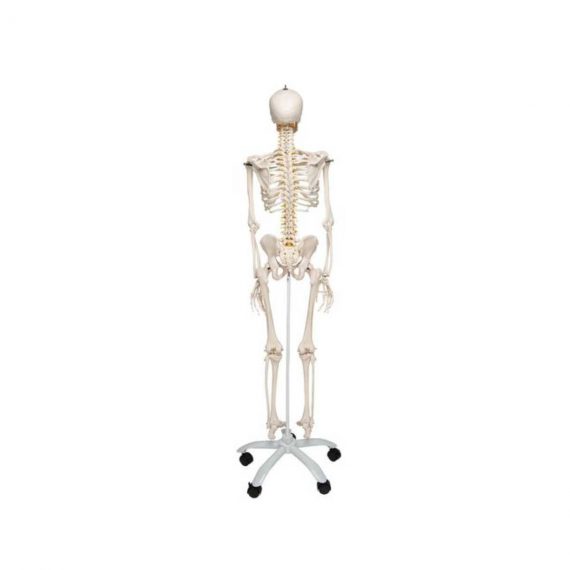 Flexible Human Skeleton Model Fred - 3B Smart Anatomy..