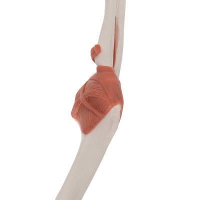 Functional Human Elbow Joint Model with Ligaments - 3B Smart Anatomy....