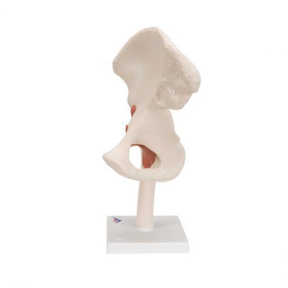 Functional Human Hip Joint Model - 3B Smart Anatomy