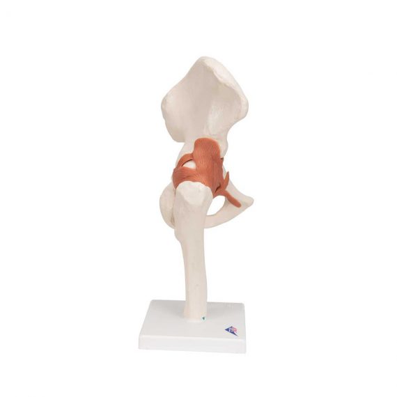 Functional Human Hip Joint Model - 3B Smart Anatomy..