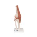 Functional Human Knee Joint Model with Ligaments - 3B Smart Anatomy
