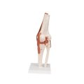 Functional Human Knee Joint Model with Ligaments - 3B Smart Anatomy....