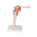 Functional Human Shoulder Joint - 3B Smart Anatomy....
