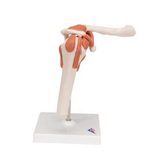 Functional Human Shoulder Joint - 3B Smart Anatomy....