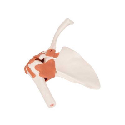Functional Human Shoulder Joint - 3B Smart Anatomy......