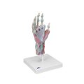 Hand Skeleton Model with Ligaments & Muscles - 3B Smart Anatomy