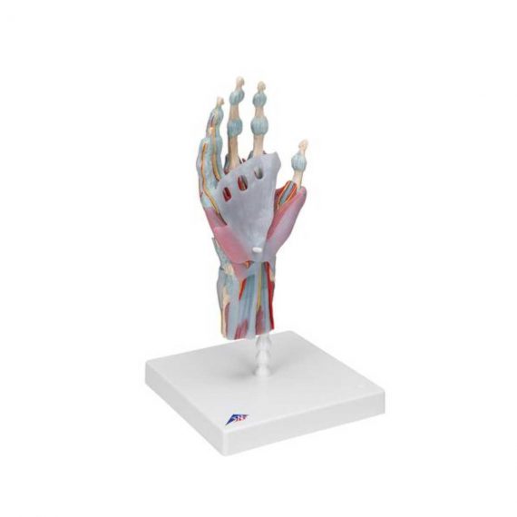 Hand Skeleton Model with Ligaments & Muscles - 3B Smart Anatomy