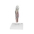Hand Skeleton Model with Ligaments & Muscles - 3B Smart Anatomy..