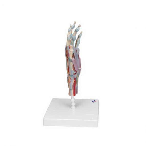 Hand Skeleton Model with Ligaments & Muscles - 3B Smart Anatomy..