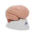 Human Brain Model, 8 part - 3B Smart Anatomy..